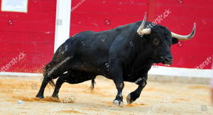 Bull Stock Shutter stock